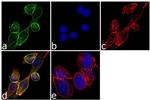 Ghrelin Antibody in Immunocytochemistry (ICC/IF)