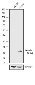 Ghrelin Antibody in Western Blot (WB)