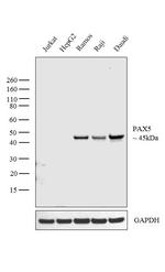 PAX5 Antibody in Western Blot (WB)