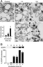 EGFR Antibody in Western Blot (WB)