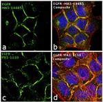 EGFR Antibody