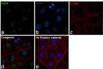 PAX8 Antibody in Immunocytochemistry (ICC/IF)