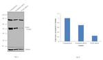 PAX8 Antibody