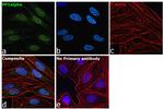 PP1 alpha Antibody in Immunocytochemistry (ICC/IF)