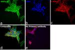 PP1 beta Antibody in Immunocytochemistry (ICC/IF)