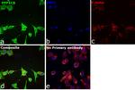 PP1 beta Antibody in Immunocytochemistry (ICC/IF)