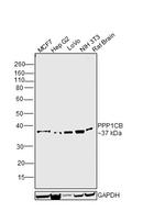 PP1 beta Antibody in Western Blot (WB)