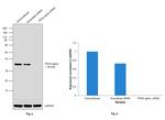 PP2A alpha Antibody