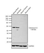 Calcineurin A Antibody