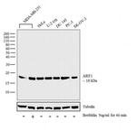 ARF1 Antibody in Western Blot (WB)