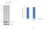 ARF1 Antibody in Western Blot (WB)