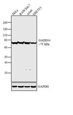 GADD34 Antibody in Western Blot (WB)