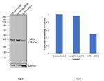 APE1 Antibody in Western Blot (WB)