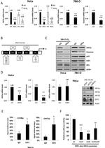 HIF-2 alpha Antibody in Western Blot (WB)