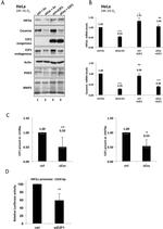 HIF-2 alpha Antibody in Western Blot (WB)