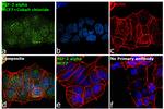 HIF-2 alpha Antibody in Immunocytochemistry (ICC/IF)