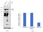 53BP1 Antibody