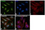 53BP1 Antibody in Immunocytochemistry (ICC/IF)