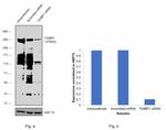 53BP1 Antibody in Western Blot (WB)