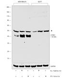 CYR61 Antibody in Western Blot (WB)