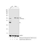 Carbonic Anhydrase IX Antibody in Western Blot (WB)