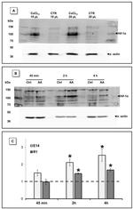 HIF1A Antibody in Western Blot (WB)