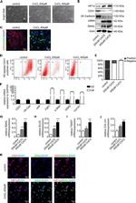 HIF1A Antibody in Western Blot (WB)