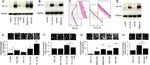 HIF1A Antibody in Western Blot (WB)