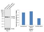 GAPDH Antibody in Western Blot (WB)