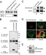 ABCA1 Antibody in Western Blot (WB)