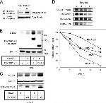 ABCA1 Antibody in Western Blot (WB)