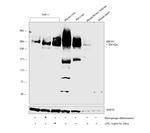 ABCA1 Antibody in Western Blot (WB)