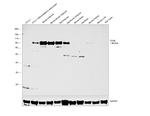 CD36 Antibody