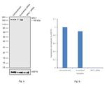 NPC1 Antibody