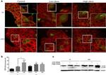 beta Actin Antibody in Western Blot (WB)