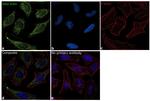 beta Actin Antibody in Immunocytochemistry (ICC/IF)