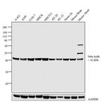 beta Actin Antibody in Western Blot (WB)