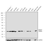 HMGB1 Antibody in Western Blot (WB)