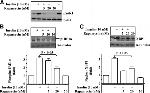 Phospho-IRE1 alpha (Ser724) Antibody in Western Blot (WB)