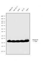 Histone H3 Antibody in Western Blot (WB)