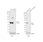 OCT4 Antibody in Western Blot (WB)