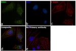 PDK1 Antibody in Immunocytochemistry (ICC/IF)