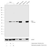 PDK1 Antibody in Western Blot (WB)