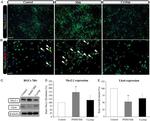 beta Tubulin Antibody in Western Blot (WB)