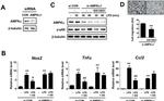 beta Tubulin Antibody in Western Blot (WB)