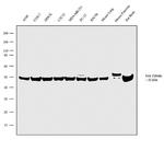 beta Tubulin Antibody in Western Blot (WB)