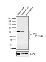 LOX Antibody in Western Blot (WB)