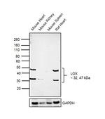 LOX Antibody in Western Blot (WB)