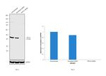 TDP-43 Antibody in Western Blot (WB)