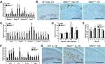 Aggrecan Neo Antibody in Immunohistochemistry (IHC)